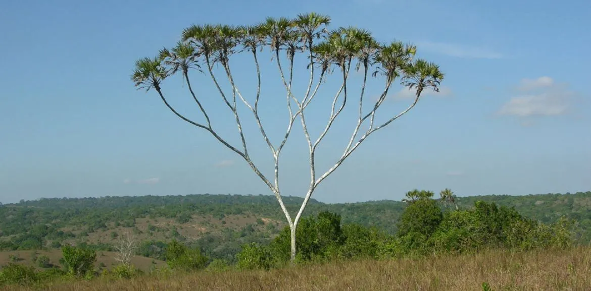 a binary tree in real life